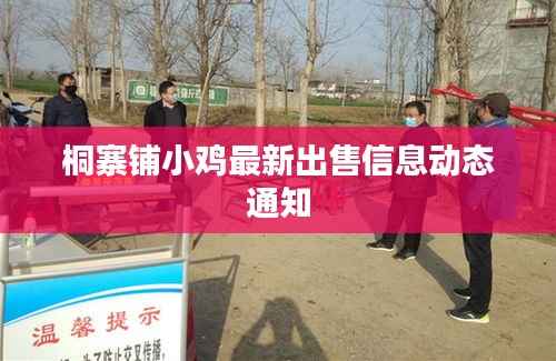 桐寨铺小鸡最新出售信息动态通知