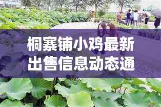 桐寨铺小鸡最新出售信息动态通知