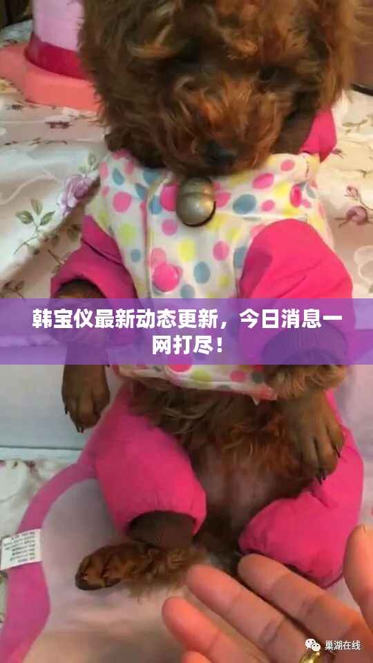 韩宝仪最新动态更新，今日消息一网打尽！