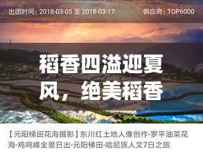稻香四溢迎夏风，绝美稻香夏季旅游攻略