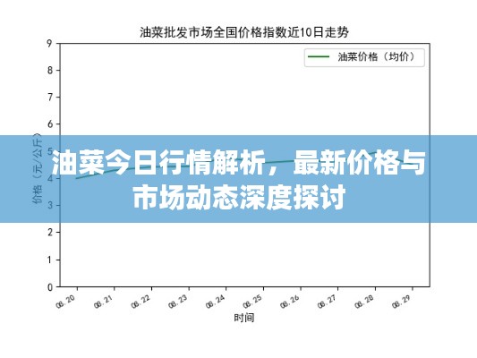 油菜今日行情解析，最新价格与市场动态深度探讨