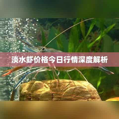 淡水虾价格今日行情深度解析