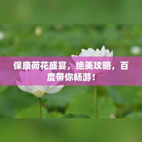 保康荷花盛宴，绝美攻略，百度带你畅游！