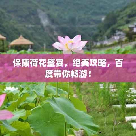 保康荷花盛宴,绝美攻略,百度带你畅游!