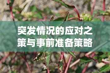 突发情况的应对之策与事前准备策略