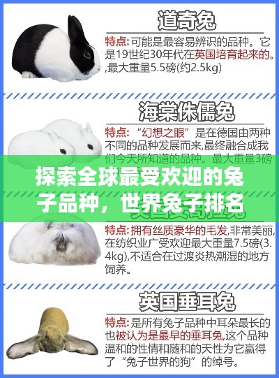 探索全球最受欢迎的兔子品种，世界兔子排名榜