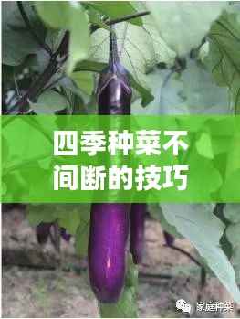 四季种菜不间断的技巧秘诀