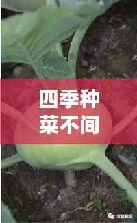 四季种菜不间断的技巧秘诀