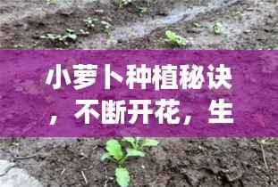 小萝卜种植秘诀，不断开花，生长繁茂的技巧分享