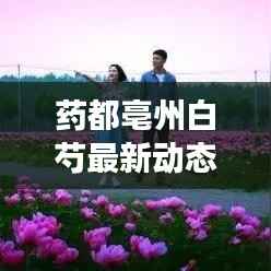 药都亳州白芍最新动态，探寻白芍产业的蓬勃发展