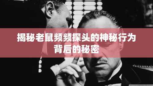 揭秘老鼠频频探头的神秘行为背后的秘密