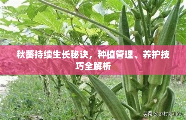 秋葵持续生长秘诀,种植管理、养护技巧全解析