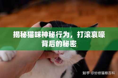 揭秘猫咪神秘行为，打滚哀嚎背后的秘密