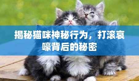 揭秘猫咪神秘行为,打滚哀嚎背后的秘密