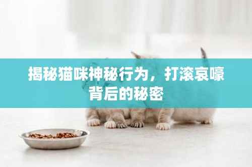 揭秘猫咪神秘行为,打滚哀嚎背后的秘密