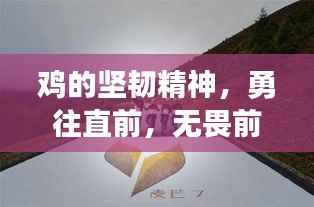 鸡的坚韧精神,勇往直前,无畏前行