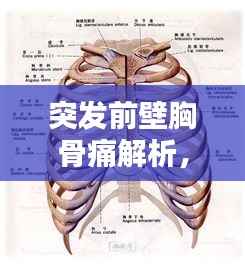 突发前壁胸骨痛解析，症状原因与应急措施