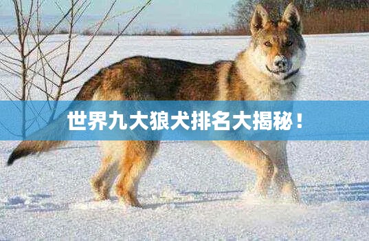 世界九大狼犬排名大揭秘!