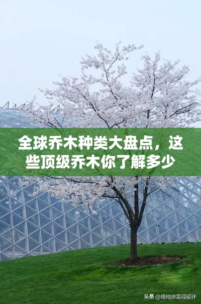 全球乔木种类大盘点，这些顶级乔木你了解多少？