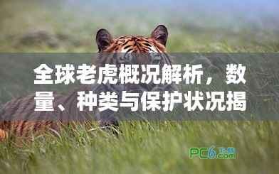 全球老虎概况解析，数量、种类与保护状况揭秘（2019最新排名）