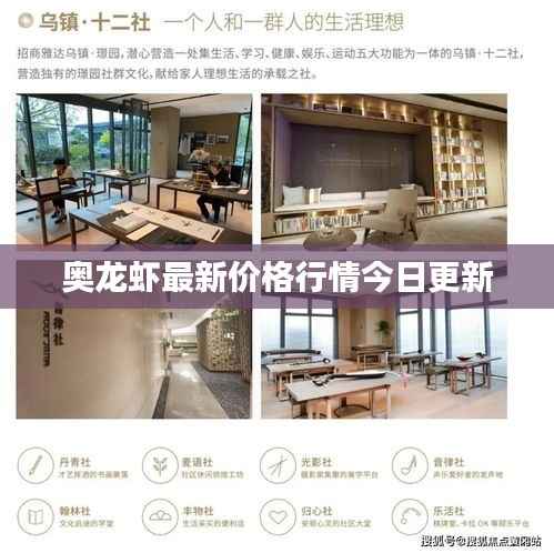 奥龙虾最新价格行情今日更新