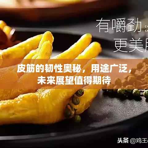 皮筋的韧性奥秘，用途广泛，未来展望值得期待