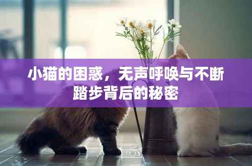 小猫的困惑,无声呼唤与不断踏步背后的秘密