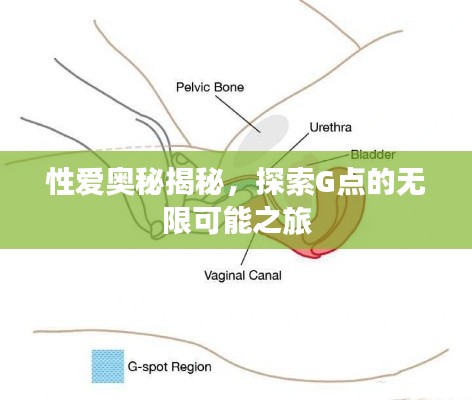 性爱奥秘揭秘,探索G点的无限可能之旅