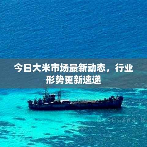 今日大米市场最新动态,行业形势更新速递