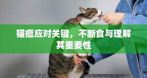 猫瘟应对关键，不断食与理解其重要性