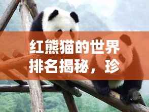 红熊猫的世界排名揭秘，珍稀魅力上榜，究竟排名几何？