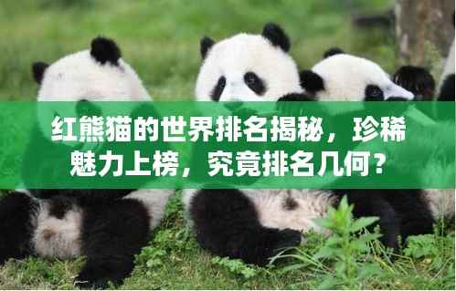 红熊猫的世界排名揭秘,珍稀魅力上榜,究竟排名几何?