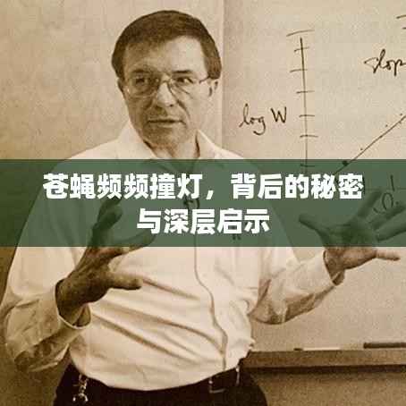 苍蝇频频撞灯，背后的秘密与深层启示