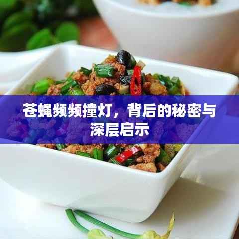 苍蝇频频撞灯,背后的秘密与深层启示