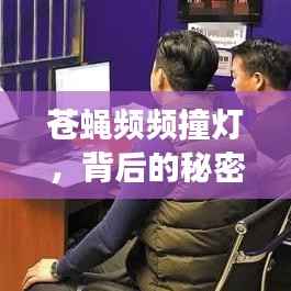 苍蝇频频撞灯,背后的秘密与深层启示