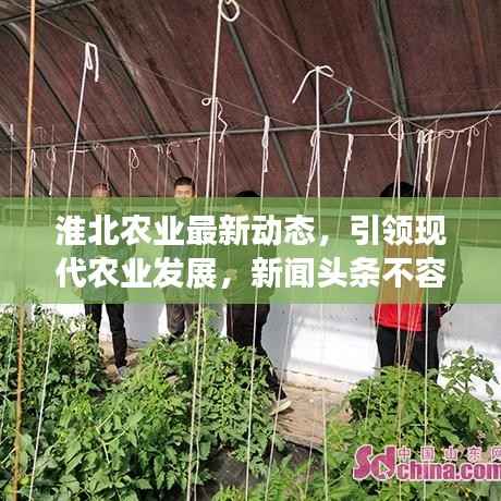 淮北农业最新动态,引领现代农业发展,新闻头条不容错过!