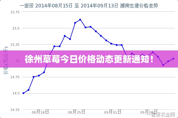 徐州草莓今日价格动态更新通知！