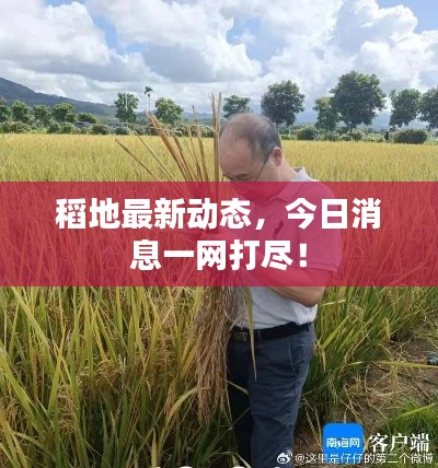 稻地最新动态，今日消息一网打尽！
